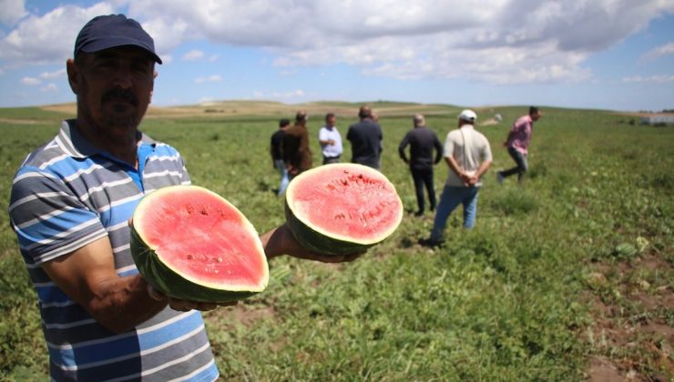 Adana’da ham karpuzun tarladan çıkışını engelemek için tim kurdular