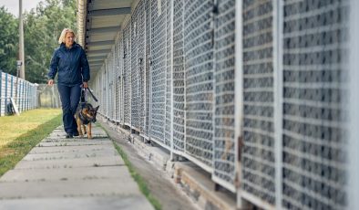 Almanya’yı sokak köpeklerinden kurtaran sistem