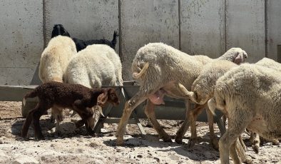 Kudüs, savaşın gölgesinde Kurban Bayramı’na hazırlanıyor