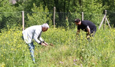 Trabzon’da salep üreticisinin yüzü güldü: Kilosu bin 500 TL’den satılıyor