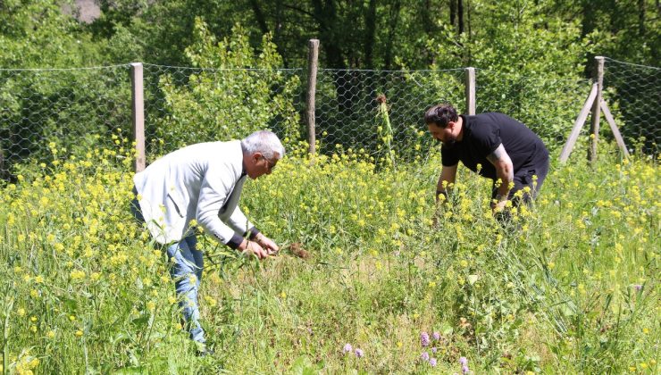 Trabzon’da salep üreticisinin yüzü güldü: Kilosu bin 500 TL’den satılıyor