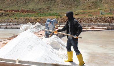 Sivas’ta 84 mineralli Fadlum tuzunun hasadına başlandı