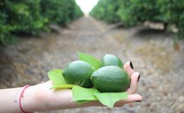 Üreticiler yeni limon hasadıyla fiyatların dengelenmesi bekleniyor