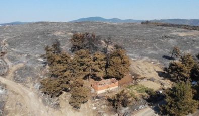 Çanakkale’de yanan alanlar yeniden yeşeriyor