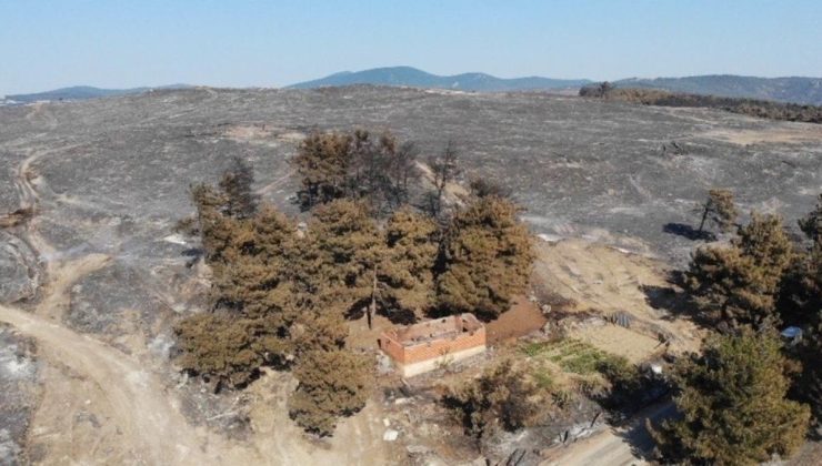 Çanakkale’de yanan alanlar yeniden yeşeriyor